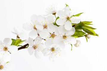 Fototapeta na wymiar white cherry flowers