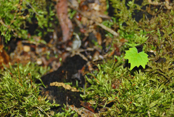 Obraz premium 葉 素材