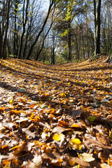 road littered foliage autumn forest