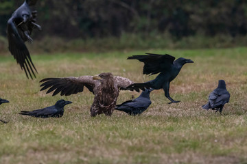 White tailed eagle (Haliaeetus albicilla) europe attack.