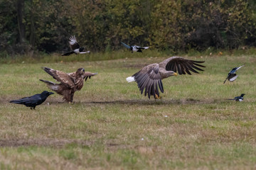 White tailed eagle (Haliaeetus albicilla) europe attack.