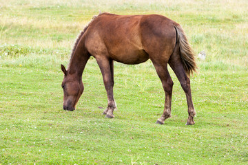 Naklejka na ściany i meble horse horse pastures summer