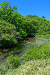 Obraz premium 初夏の湯川