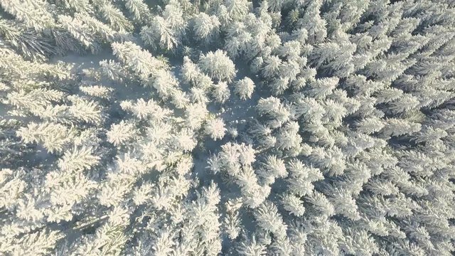 Top down of forrest and mountains