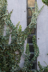 Fototapeta na wymiar A wall with vines