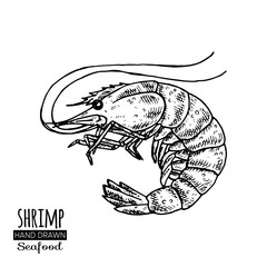 Shrimp hand drawn sketch style seafood set. Monochrome illustration. Great for menu, poster or label. 