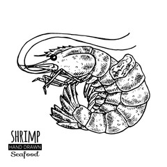 Shrimp hand drawn sketch style seafood set. Monochrome illustration. Great for menu, poster or label. 
