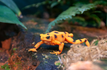 Panama Gold Frog