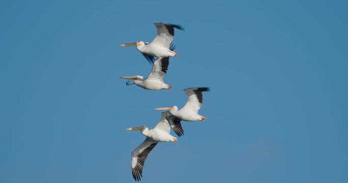 Flock of pelicans flying an 4K slow-motion at  120 fps.