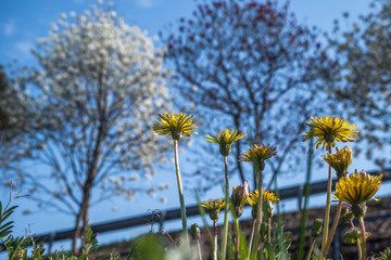 春の花々