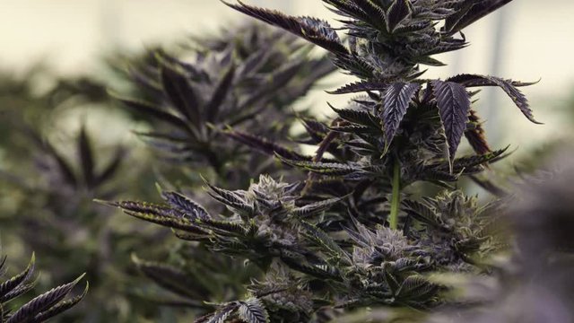 Beautiful Marijuana Plant with Bud and Purple Leaves Growing at Indoor Farm