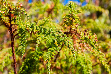 Typical vegetation of the paramo areas in Colombia