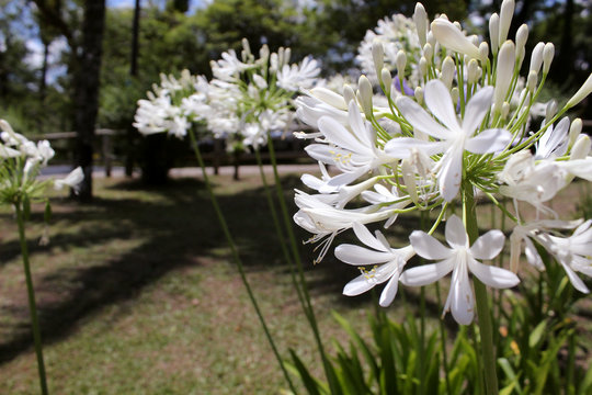 Agapanto ou flor do amor
