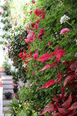 Traditional house and courts with flower in Cordoba, Spain