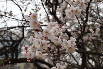 Sakura in Korean