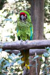 Parrot