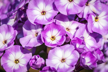Beautiful purple flowers.
