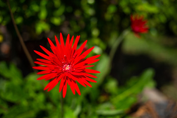 Red flowers in bokeh garden background, Close up & Macro shot, Selective focus, Abstract graphic design