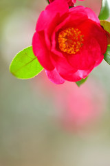 冬の花　山茶花