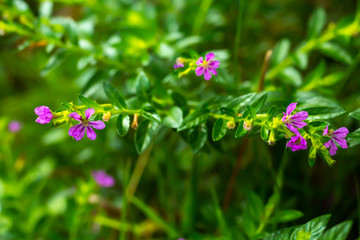Fototapeta premium Little purple flowers in bokeh garden background, Close up & Macro shot, Selective focus, Abstract graphic design