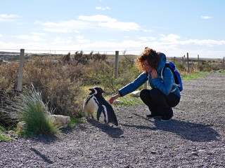 Magellanic penguins on the coast of Patagonia Argentina.