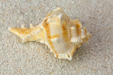 Sea shell on Beach Sand. Close up