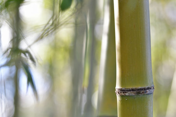 Fototapeta na wymiar 京都　嵐山の竹林