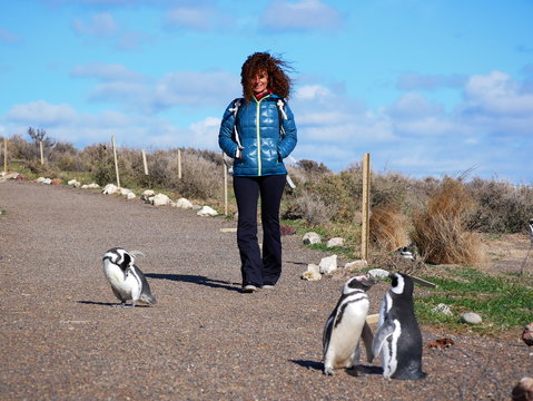 Magellanic penguins on the coast of Patagonia Argentina. - Powered by Adobe