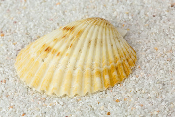 Sea shell on Beach Sand. Close up
