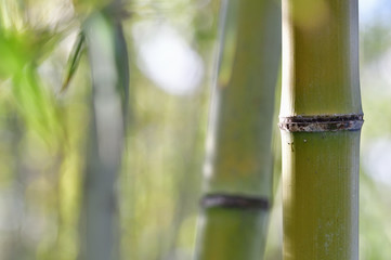 Fototapeta na wymiar 京都　嵐山の竹林