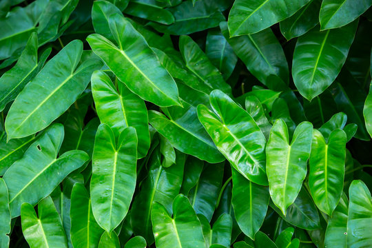 Fototapeta Tropical green leaf background, Heart shape, Close up shot, Selective focus, Abstract graphic design