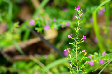 Little purple flowers in bokeh garden background, Close up & Macro shot, Selective focus, Abstract graphic design