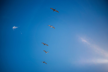 5 Pelicans flying overhead with bright blue sky and clouds