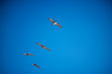 4 Pelicans flying overhead with bright blue sky and clouds
