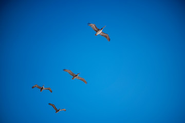 4 Pelicans flying overhead with bright blue sky and clouds