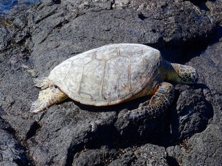 Obraz premium Beautiful sea turtle resting at Mahai'ula beach