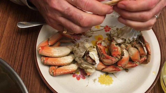 Male hands cracking delicious fresh Dungeness crab for dinner and dipping it in warm butter to eat