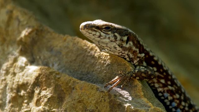 Common wall lizard (Podarcis muralis)