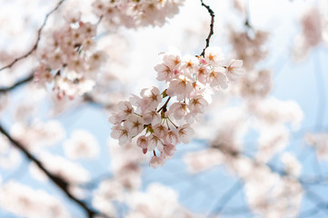 桜の花