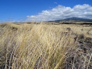 Fototapeta premium View on Mt. Hualalai in Big Island, Hawaii