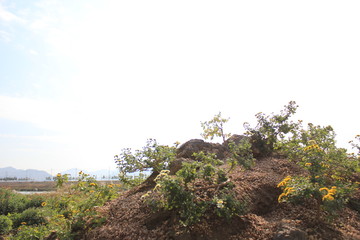 tree on the hill