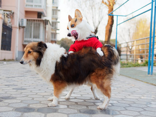 Cute black headed tricolor welsh corgi pembroke dog with red sweater try to have sex with a...