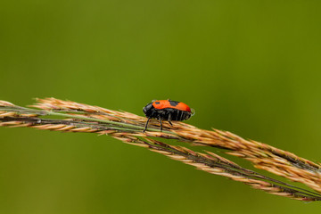 Zweipunkt Fallkäfer