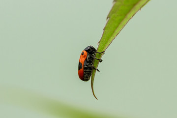 Zweipunkt Fallkäfer