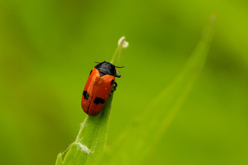 Zweipunkt Fallkäfer