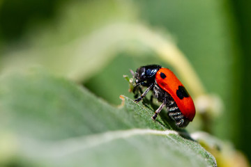 Zweipunkt Fallkäfer