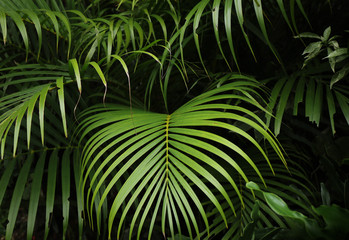 Beautiful green tropical leaves.	