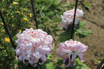 pink chrysanthemum in the garden