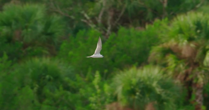 Forster&permil;&Ucirc;&ordf;s Tern flying low to ground in slow motion in a Florida wetland marsh