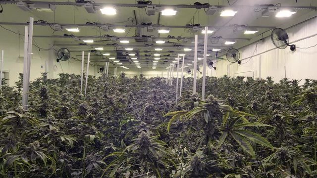 Endless Marijuana Plants Growing in Commercial Cannabis Warehouse Steadicam Motion
